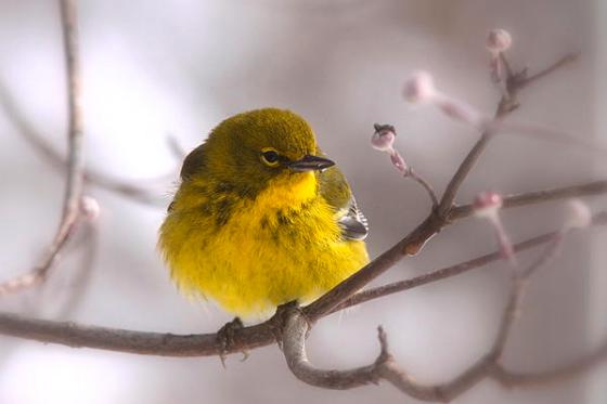 bird-pine-warbler-yellow-beauty-travis-truelove